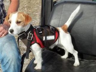Terrier / puppy Defender Rip Vest